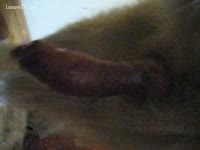 man milks his dog with a jo-bag